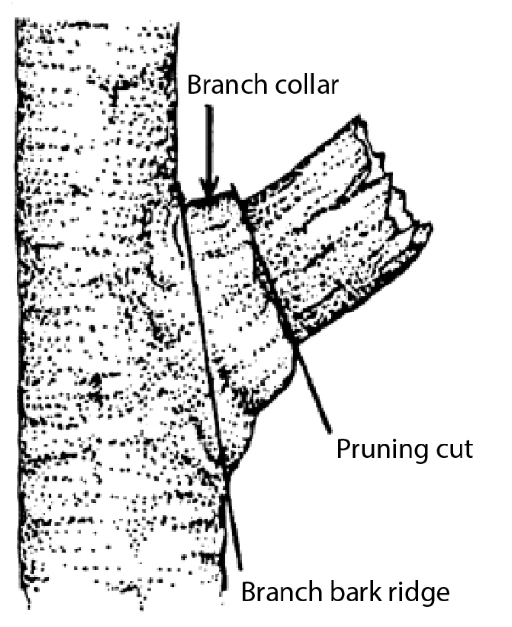 Diagram of pruning cuts